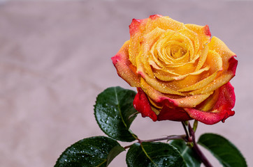 A rose flower on a leafy stem, covered with dew drops, is evenly illuminated on an abstract, blurred background, close-up, copy space, toned.