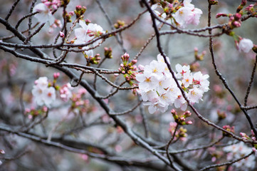 桜の花びら