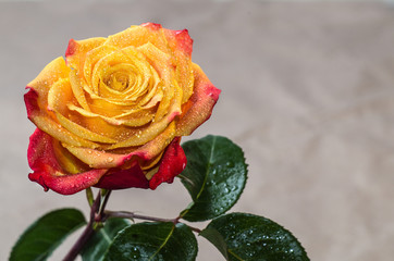 A rose flower on a leafy stem, covered with dew drops, is evenly illuminated on an abstract, blurred background, close-up, copy space.