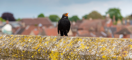 Blackbird on a wall with mouth open