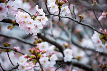 桜の花びら