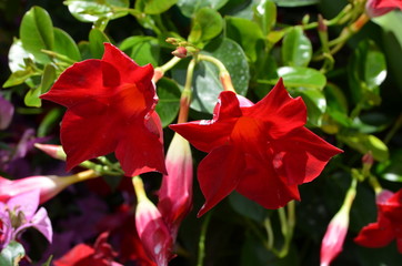 Close up of two delicate vivid red flowers of Mandevilla plant, commonly known as rocktrumpet, in a pot in direct sun light in a sunny summer day, beautiful outdoor floral background