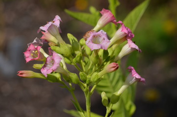 Many delicate pink flowers of Nicotiana alata plant, commonly known as jasmine tobacco, sweet tobacco, winged tobacco, tanbaku or Persian tobacco, in a garden in a sunny summer day