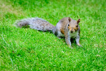 One small squirrel looking for food in green grass in a summer day in park 