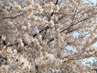 Blooming Japanese cherry tree full of white and pink blossoms