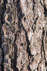 Natural wooden texture. Bark of a pine tree