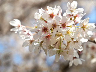 Blooming Japanese cherry tree full of white and pink blossoms
