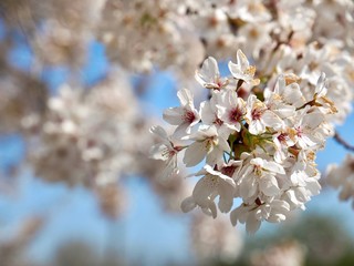 Blooming Japanese cherry tree full of white and pink blossoms