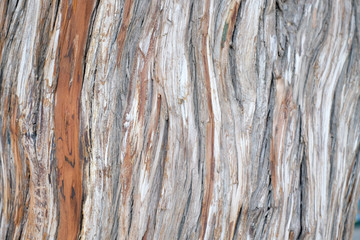 Tree bark surface backdrop template