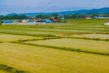 Obraz premium Rice fields in Japan