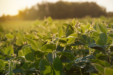 The green field of young varietal soy plants grow in rows in the sun. Varieties of soybean crops in the process of active growth and the formation of future crops in the field. Selective focus.