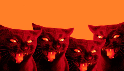 Red orange background with several black cats. A group of cats with expressive emotions and a look and with an open mouth. Bright fiery red banner with copy space for text. Trend color 2020.