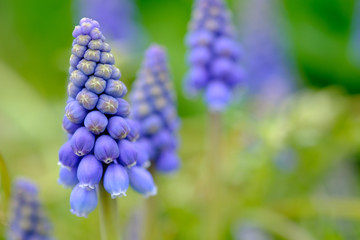 春の花 ムスカリ　grape hyacinth