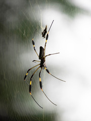 Araña en su tela