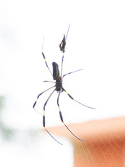 Araña en su tela