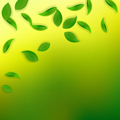 Falling green leaves. Fresh tea neat leaves flying