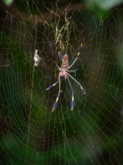 Araña en su tela