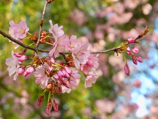 Blooming Japanese cherry tree full of white and pink blossoms