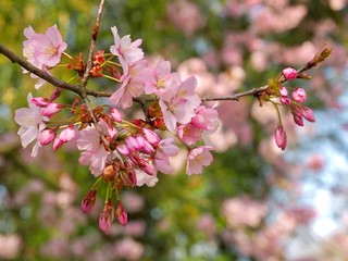 Blooming Japanese cherry tree full of white and pink blossoms