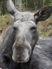 portrait of donkey