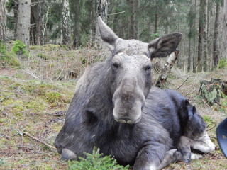 Fototapeta premium donkey in field