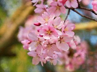 Fototapeta premium Blooming Japanese cherry tree full of white and pink blossoms