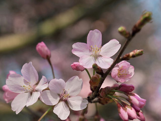 Fototapeta na wymiar Blooming Japanese cherry tree full of white and pink blossoms