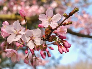 Blooming Japanese cherry tree full of white and pink blossoms