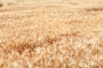 A beautiful view of the beautiful barley field in the morning is a rare view in the summer, and the golden barley field is a barley field cultivated for making alcoholic beverages.