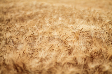 A beautiful view of the beautiful barley field in the morning is a rare view in the summer, and the golden barley field is a barley field cultivated for making alcoholic beverages.