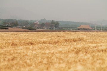 Fototapeta premium A beautiful view of the beautiful barley field in the morning is a rare view in the summer, and the golden barley field is a barley field cultivated for making alcoholic beverages.