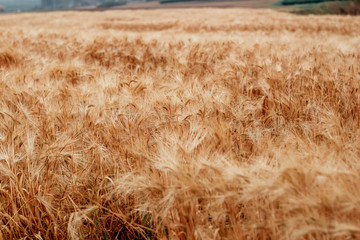 A beautiful view of the beautiful barley field in the morning is a rare view in the summer, and the golden barley field is a barley field cultivated for making alcoholic beverages.