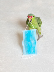 Green parrot health and medical disposable mask. Healthcare concept. © sablinstanislav