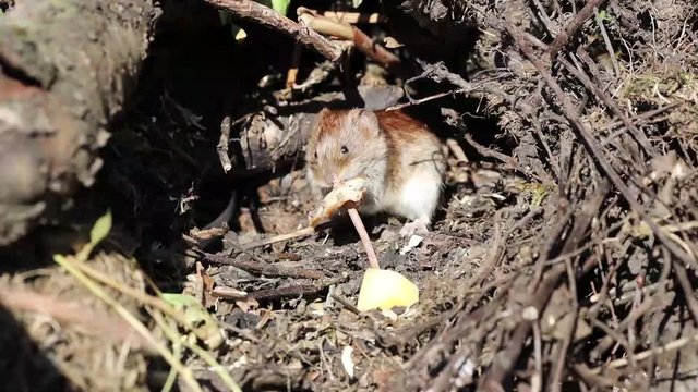 Eine Maus hat die Wahl zwischen Fleisch und K&auml;se und w&auml;hlt das gebratene Putenfleisch