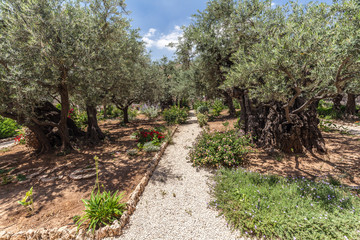 Nice view of garden Gethsemane