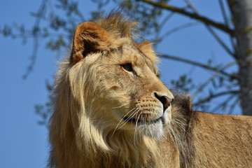 portrait of a lion