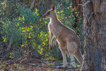 Eastern Grey Kangaroo © Jon Steinbeck