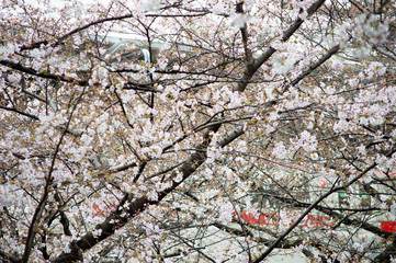 桜の花びら