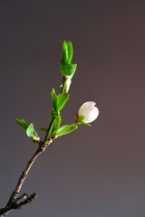Spring apricot flower close up on a dark background. Spring flowers. Spring background. Vertical frame composition.