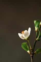 Fototapeta premium Spring apricot flower close up on a dark background. Spring flowers. Spring background. Vertical frame composition.