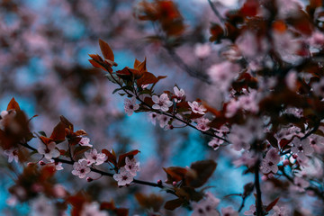 Beautiful pink blossoms with red leaves on a tree branch with blue sky in the background