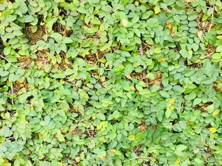 background of green leaves