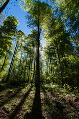 Obraz premium beautiful beech forest in backlight in the morning. Cilento and Vallo di Diano national park, Salerno, Campania, Italy
