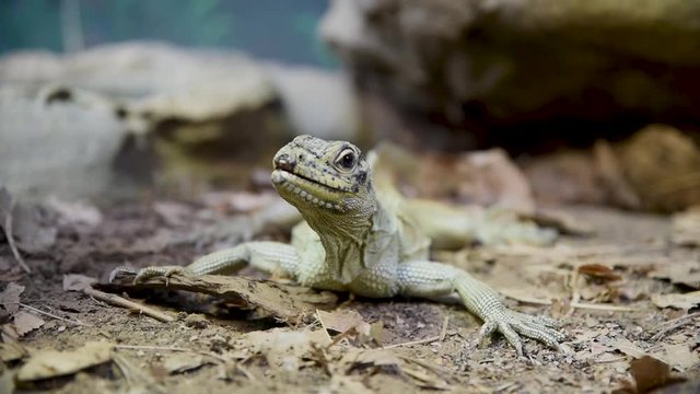 yellow sailfin lizard in an australian zoo