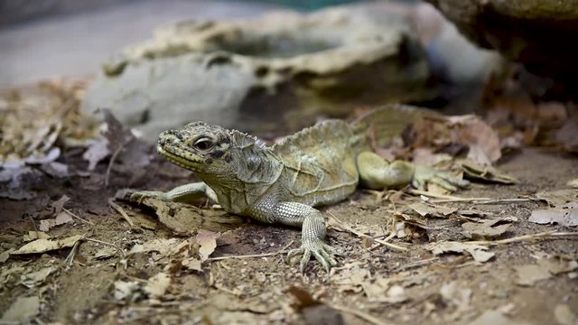 yellow sailfin lizard looking around in an australian zoo