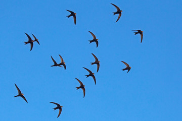 A flock of  flying black swifts. Common Swift (Apus apus).