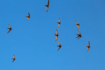 A flock of  flying black swifts. Common Swift (Apus apus).