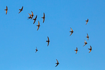 A flock of  flying black swifts. Common Swift (Apus apus).