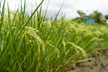 Fototapeta na wymiar Rice paddy field again cloudy sky.