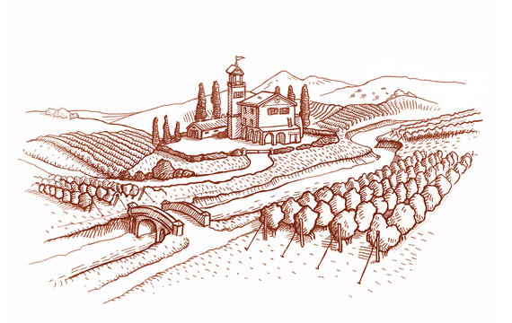 Beautiful Vineyard View In The Valley/Engraving